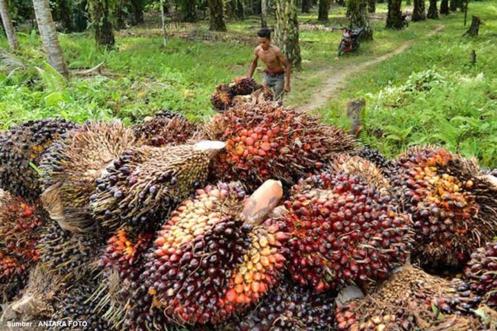 Potensi Biomassa Menjanjikan, Indonesia Prediksi Hasilkan Listrik Setara 56,97 GW